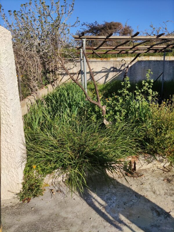 Κοπή χόρτων στον Γέρακα με επαγγελματικό χορτοκοπτικό μηχάνημα τιμή για οικόπεδα 200m² με υψηλή βλάστηση - Image 41